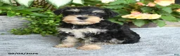 Miniature Schnauzer dogs for sale: Sharon - Ad 3