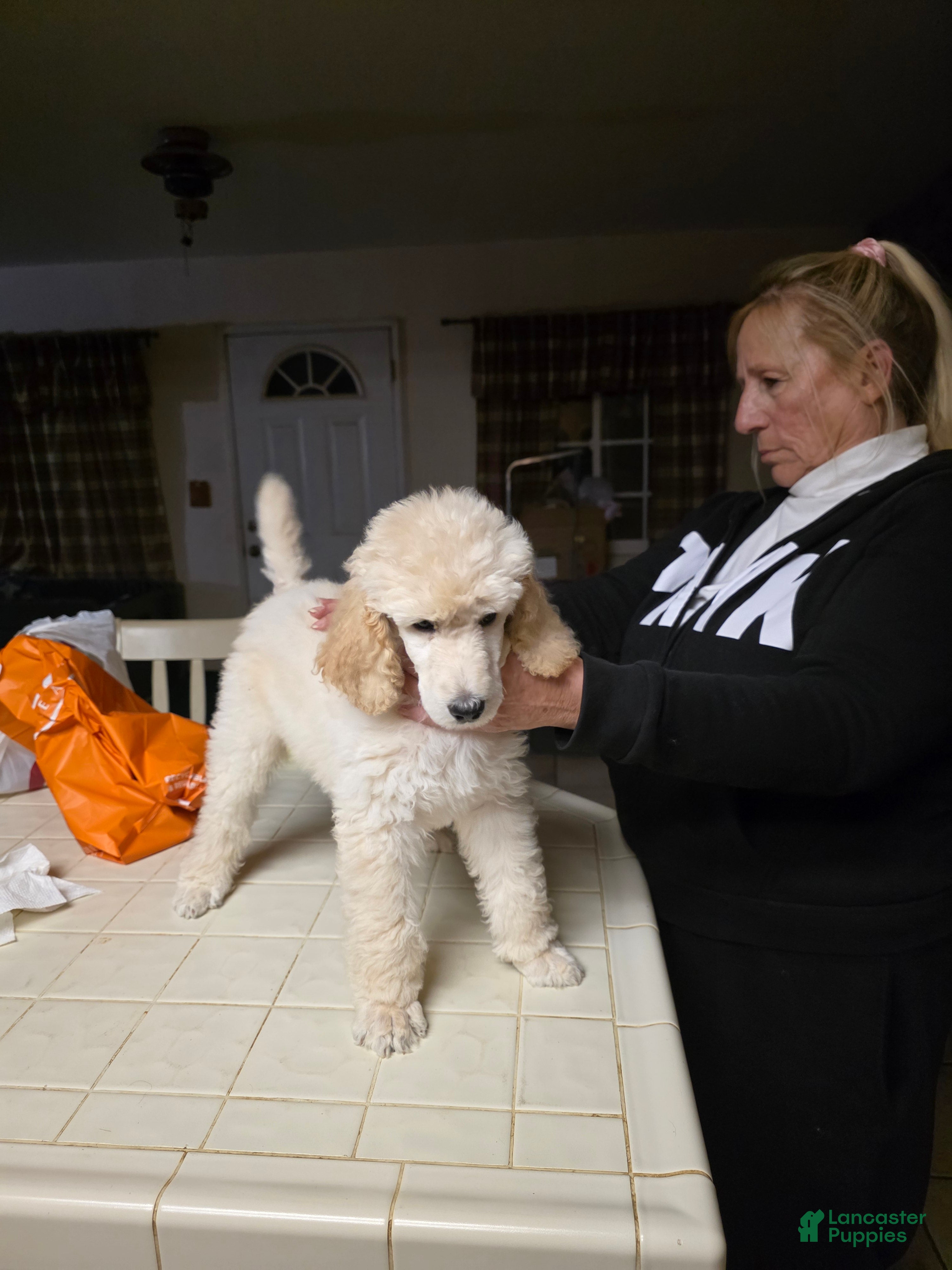 Standard Poodle dogs Standard Poodle Puppy 4 - Ad 2