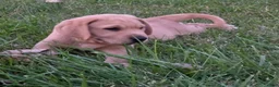 Labrador Retriever dogs for sale: Labrador Retriever 2Meet Your New Best Friend! Beautiful Yellow Male Labrador Retriever Puppies Available 💛 - Ad 6