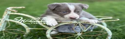 Border Collie dogs for sale: Lilac girl short hair - Ad 3