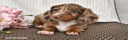 Miniature Dachshund dogs for sale: Kya - Ad 3