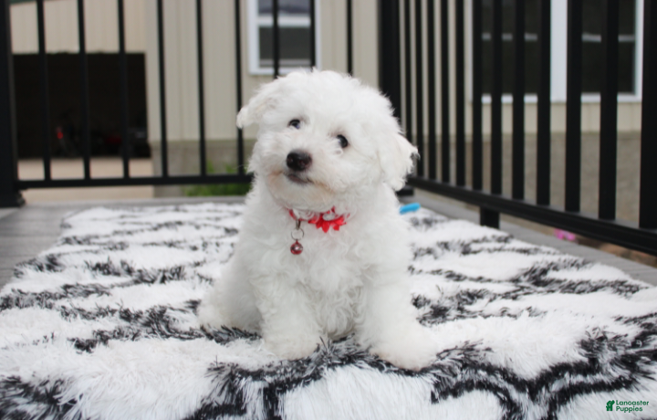 Bichon Frise dogs Karter  - Ad 2