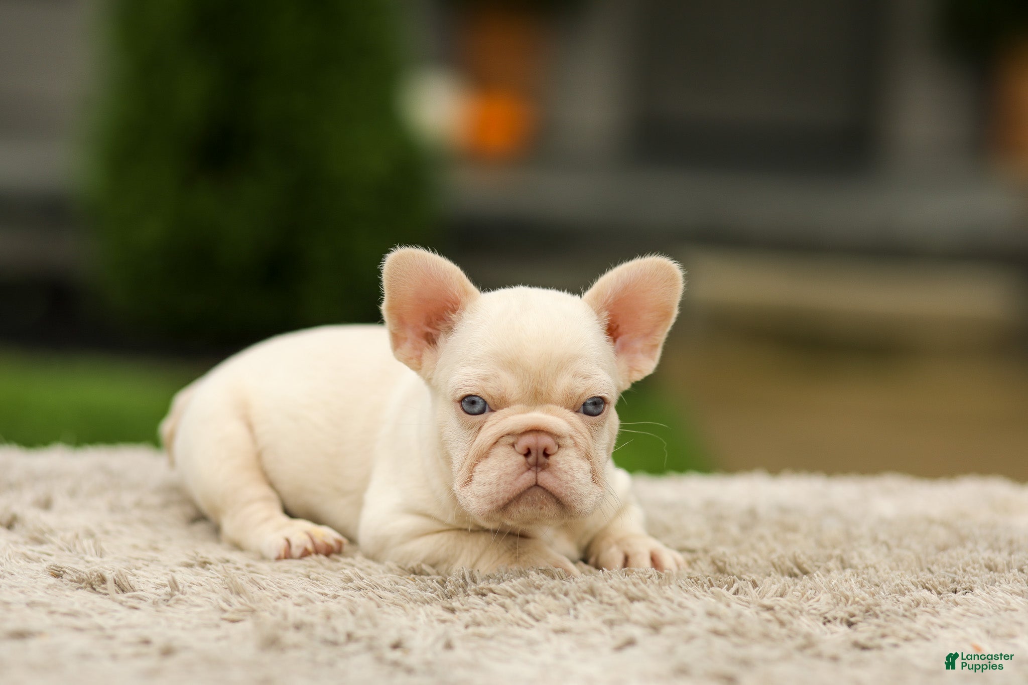 French Bulldog dogs Ace - Platinum - Ad 2