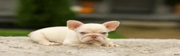 French Bulldog dogs for sale: Ace - Platinum - Ad 2