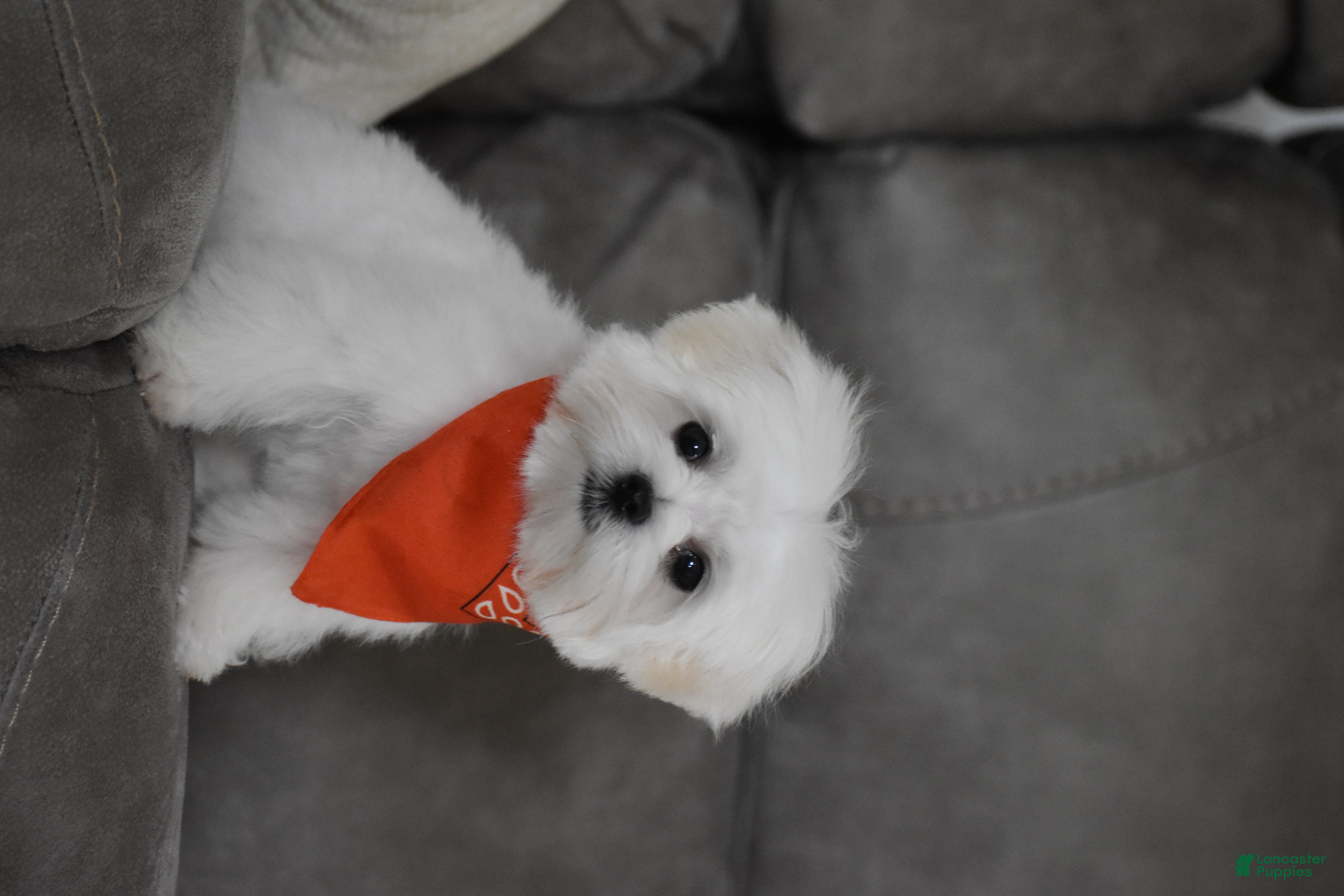 Maltese dogs Ollie  - Ad 2