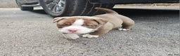 American Bully dogs for sale: American Bully Puppy 1 - Ad 2