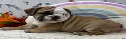 English Bulldog dogs for sale: Zachary - Ad 4