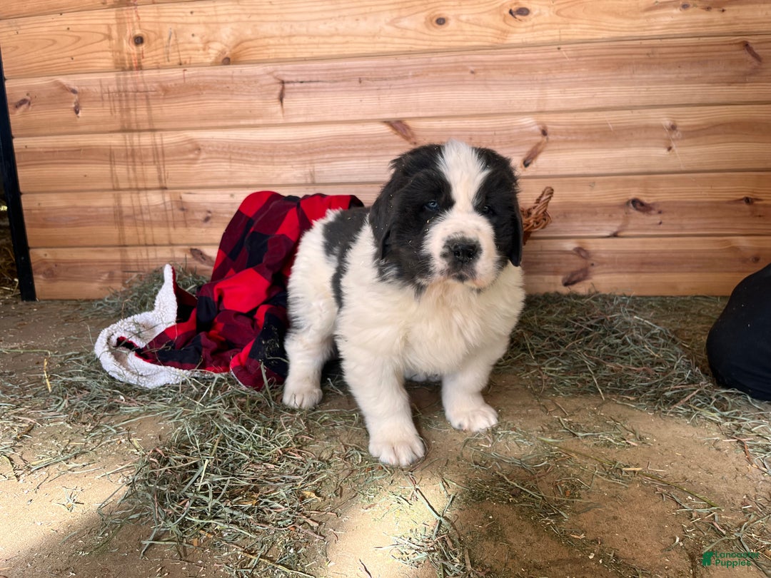 Newfoundland dogs for sale: Nero❤️🐾AKC Registered🐾❤️Call 223-346-6851 - Ad 6