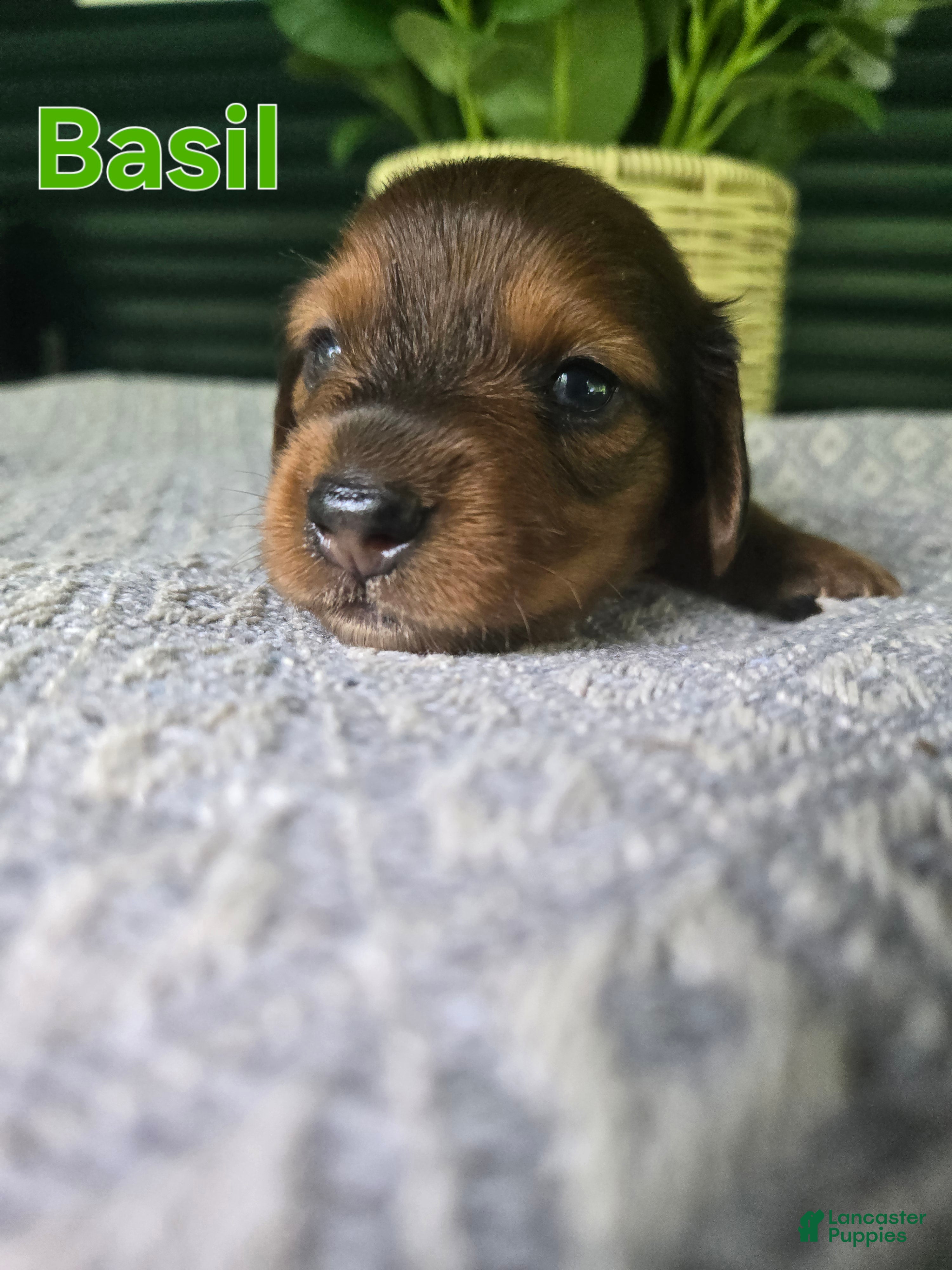 Miniature Dachshund dogs Basil - Ad 6