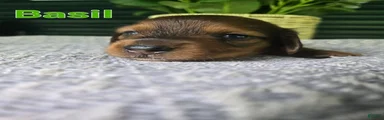 Basil