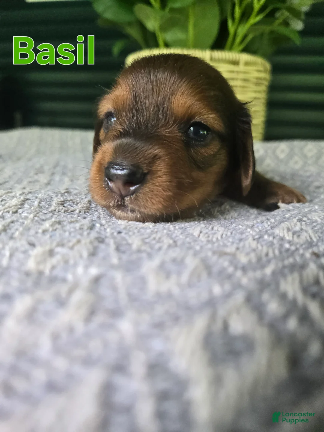 Miniature Dachshund dogs for sale: Basil - Ad 1