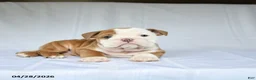 English Bulldog dogs for sale: Hailey - Ad 3