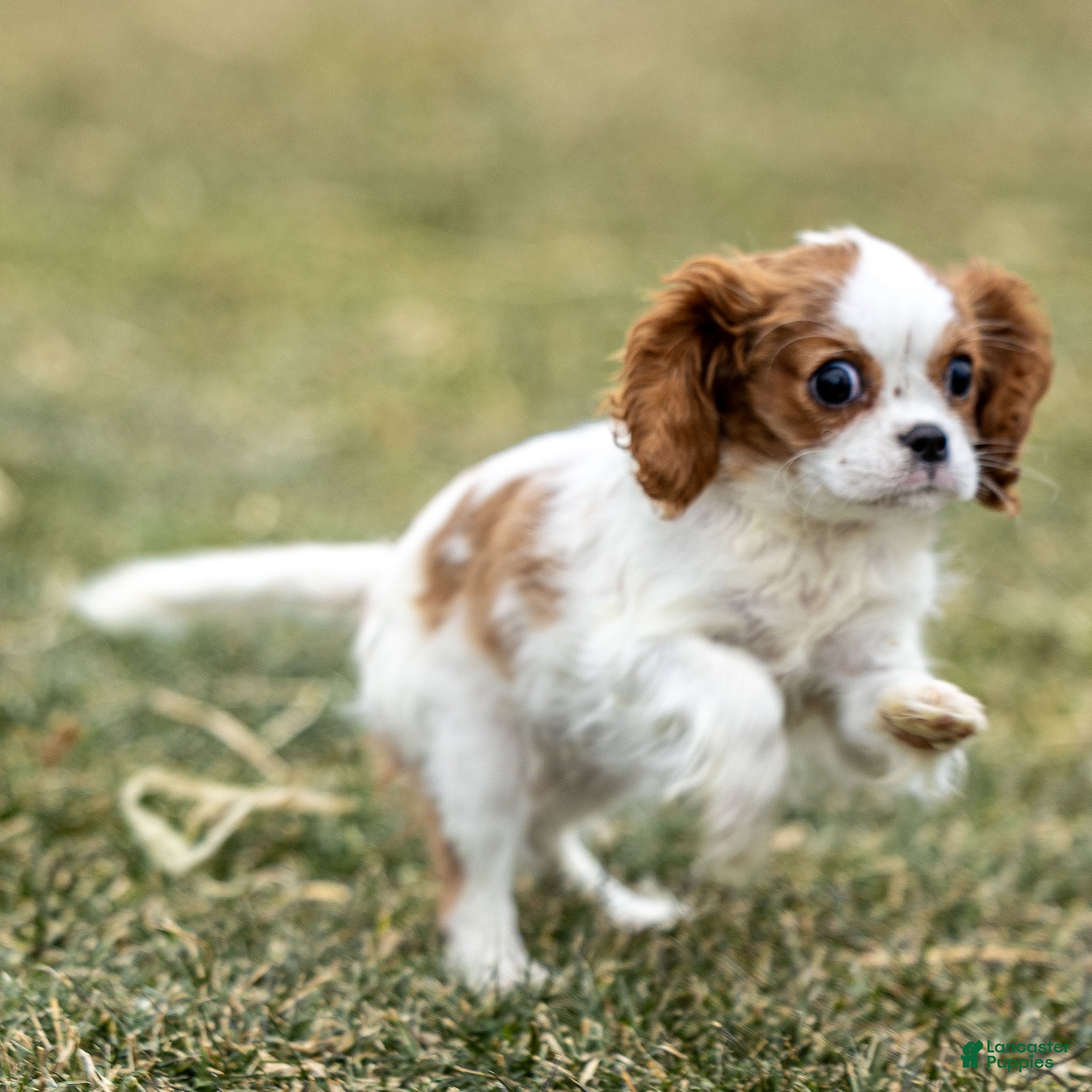 Cavalier King Charles Spaniel dogs Zina - Ad 14