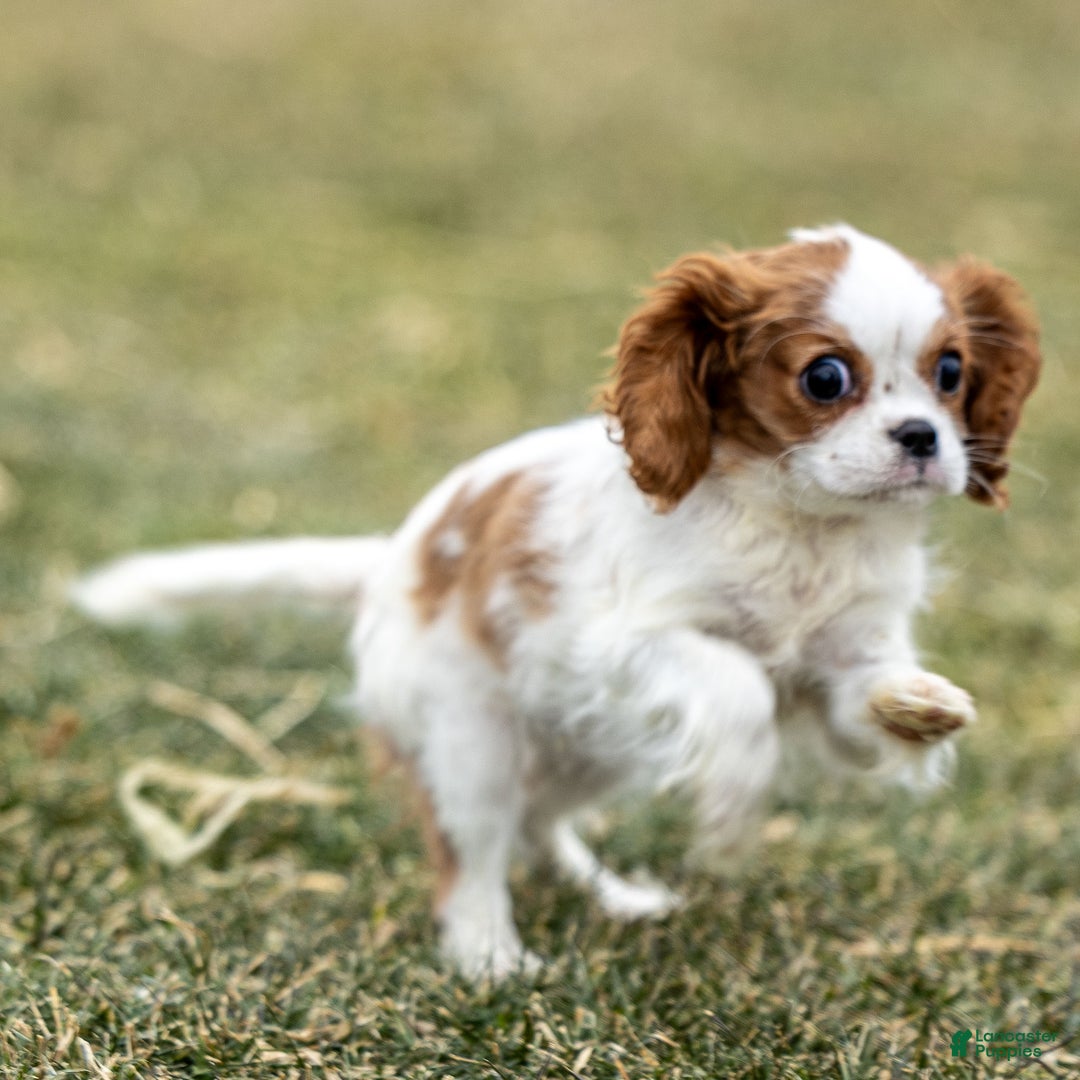 Cavalier King Charles Spaniel dogs for sale: Zina - Ad 1