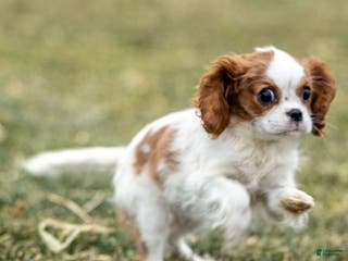 Cavalier King Charles Spaniel dogs Zina - Ad 14