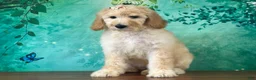 Goldendoodle dogs for sale: Duchess - Ad 3