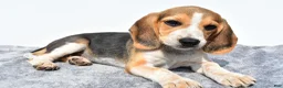 Beagle dogs for sale: Merle - Ad 5
