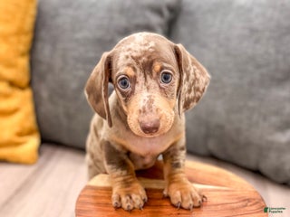 Dachshund dogs - Ad 3