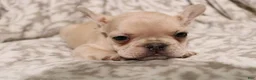 French Bulldog dogs for sale: Louie - Ad 5