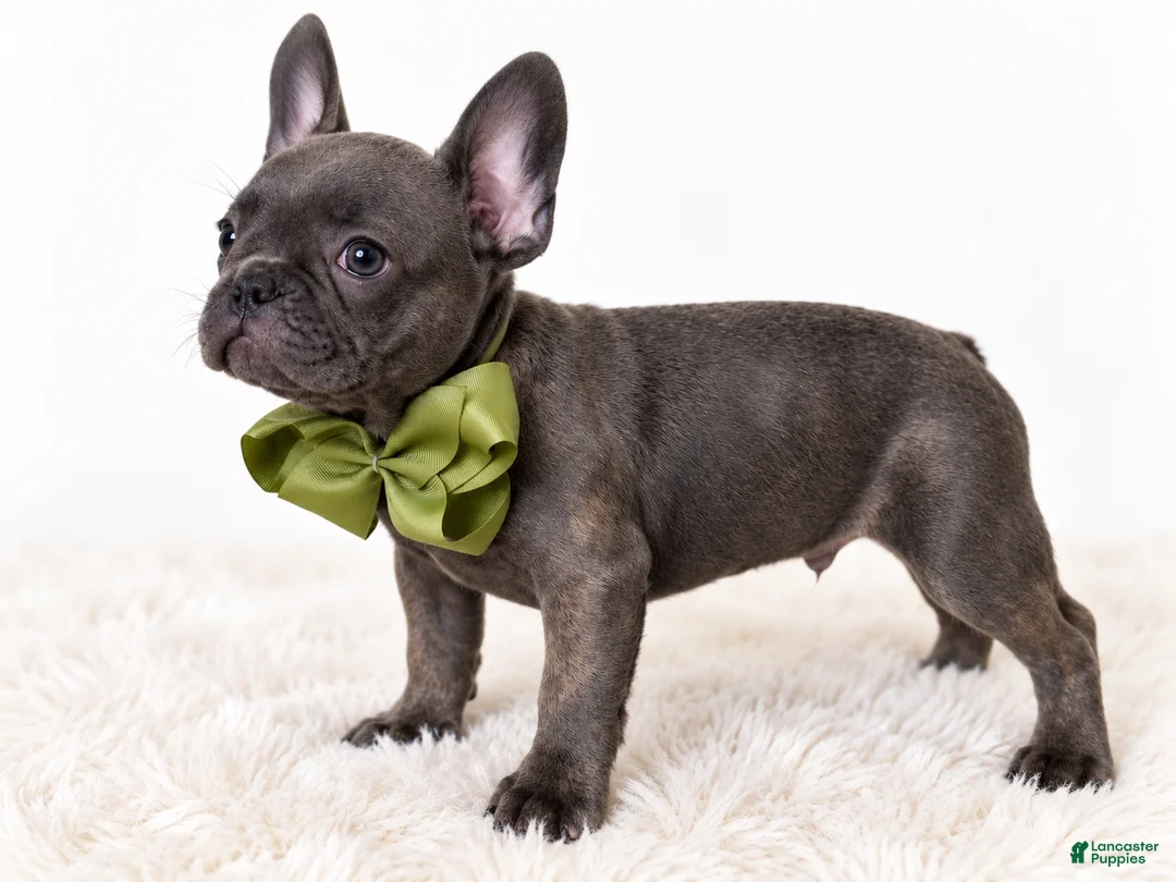 French Bulldog dogs for sale: Onyx - Ad 1