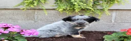 Australian Cattle Dog dogs for sale: Bingo - Ad 6
