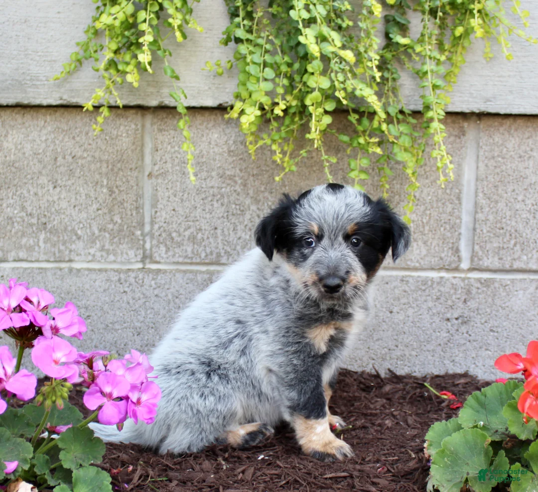 Australian Cattle Dog dogs for sale: Bingo - Ad 6