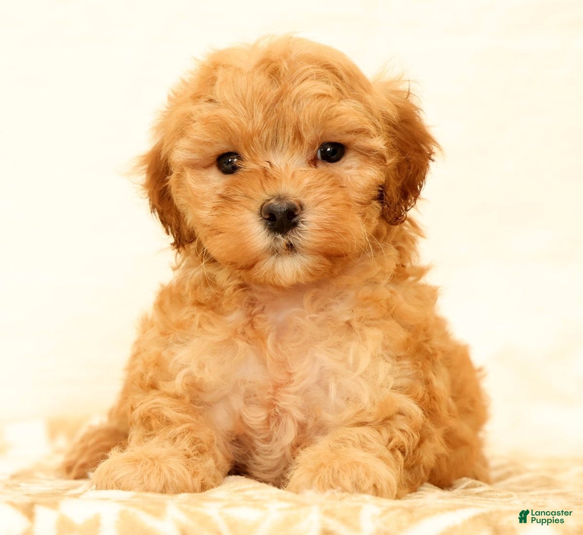 Mini Goldendoodle dogs Lilly - Ad 2