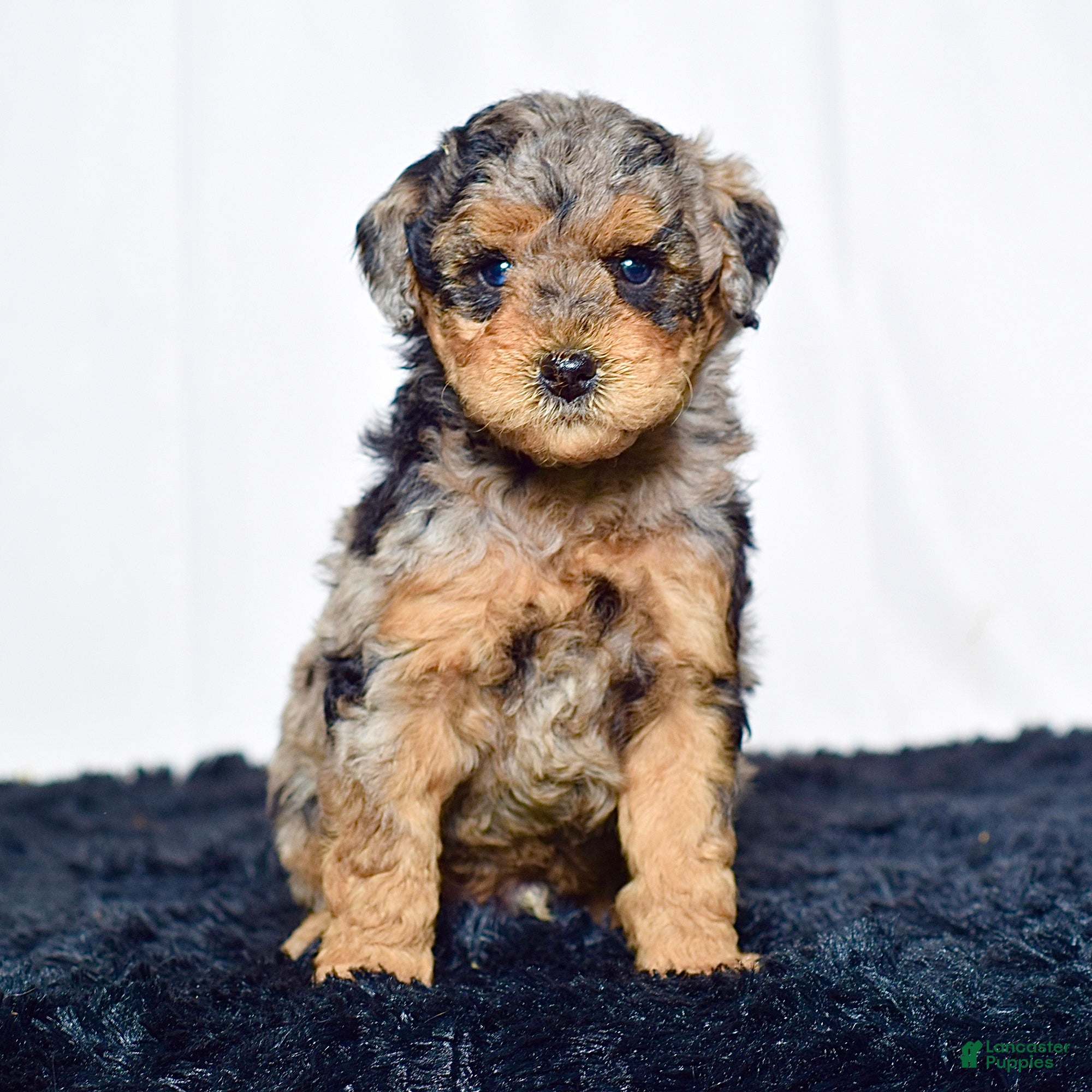 Mini Goldendoodle dogs for sale: Mr. Karl - Ad 4
