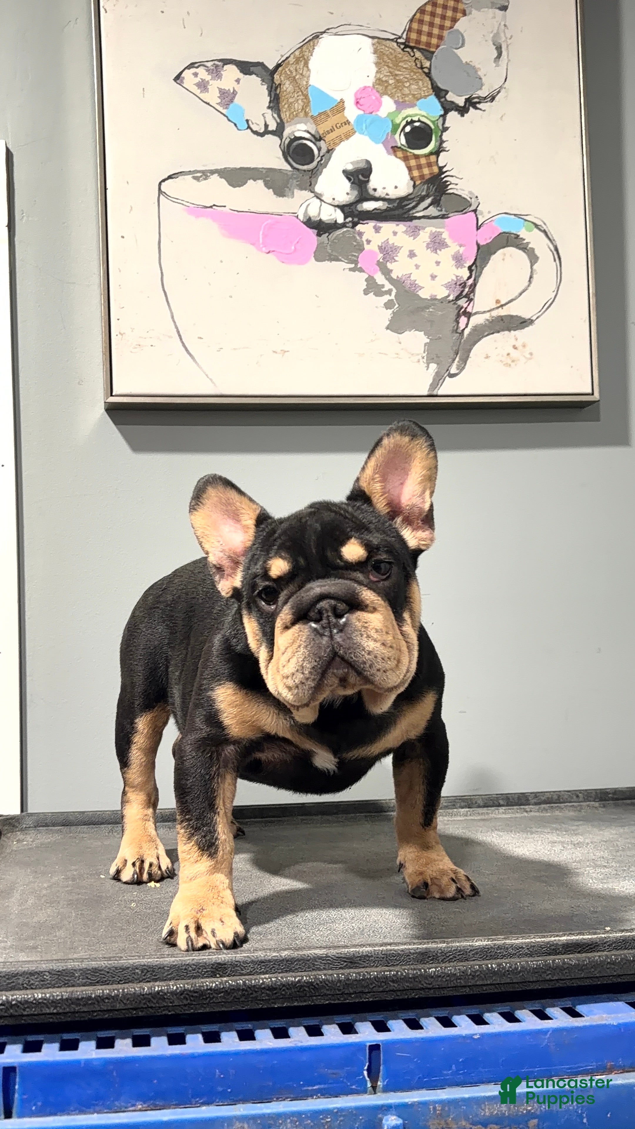 French Bulldog dogs for sale: ROPE - Ad 2