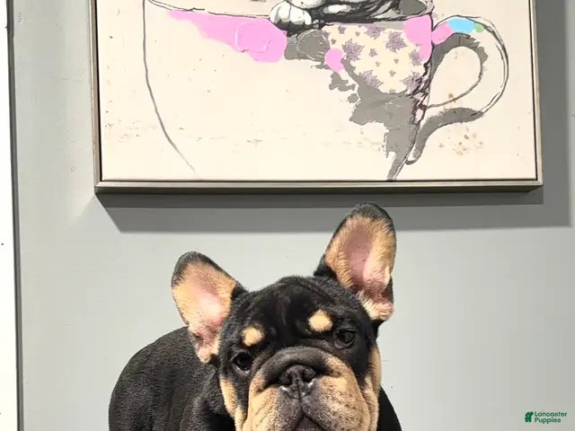 French Bulldog dogs for sale: ROPE - Ad 2