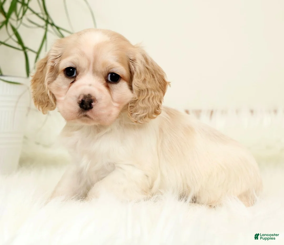 Cocker Spaniel dogs for sale: Lightning - Ad 2