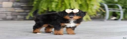 Mini Bernedoodle dogs for sale: Dolly - Ad 8
