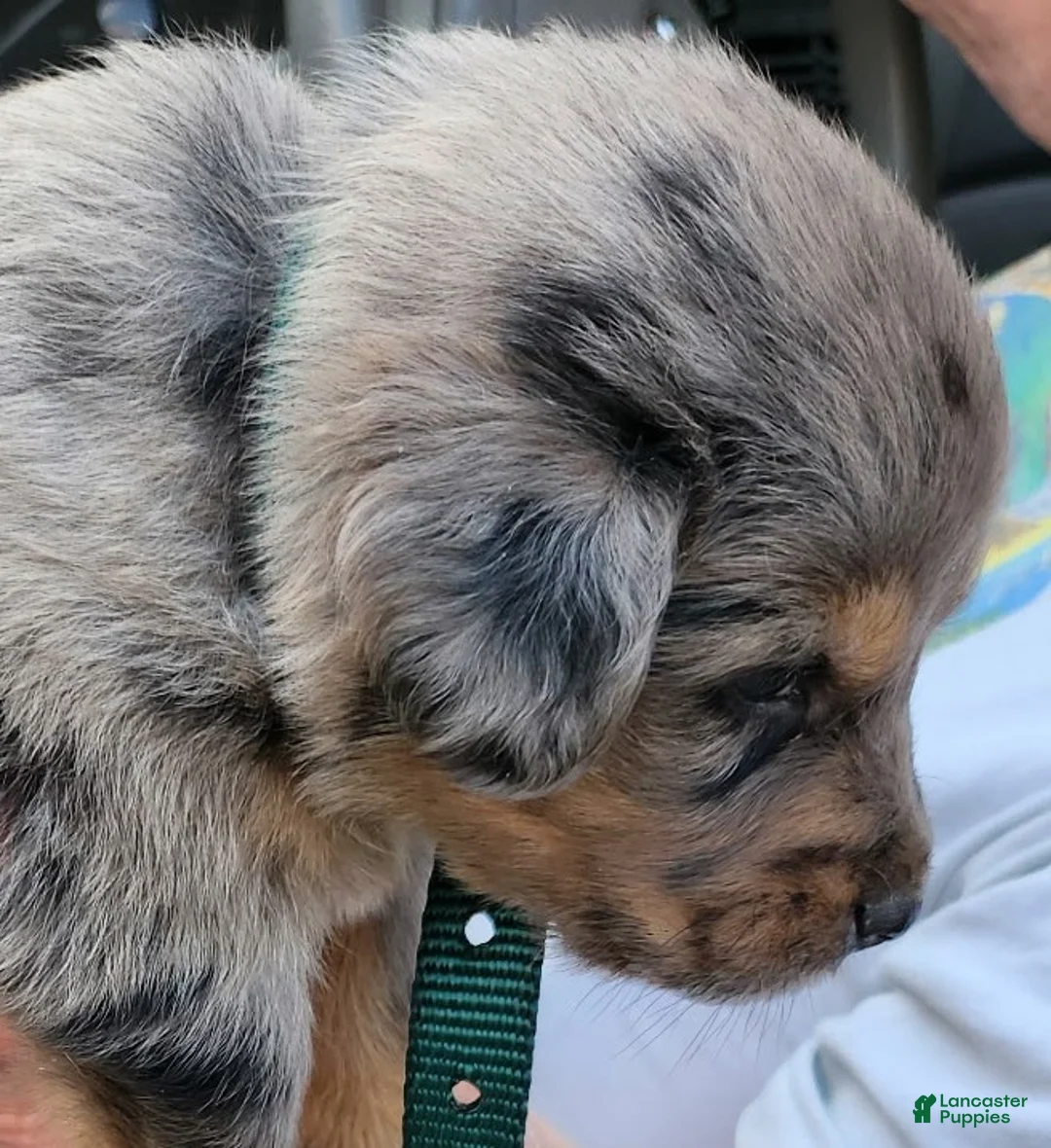 Miniature Australian Shepherd dogs for sale: Miniature Australian Shepherd Puppy 2 Dandy - Ad 2