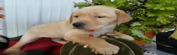Labrador Retriever dogs for sale: Labrador Retriever 3 Saratoga - Ad 3