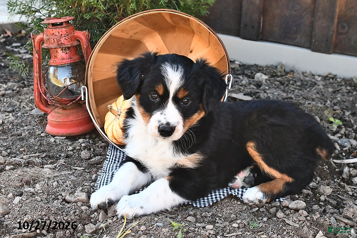 Australian Shepherd dogs for sale: Allie  - Ad 2