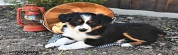 Australian Shepherd dogs for sale: Allie  - Ad 2