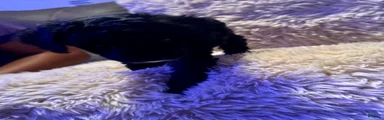 Black Panther