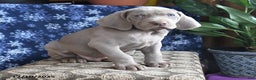 Weimaraner dogs for sale: Daxter - Ad 2