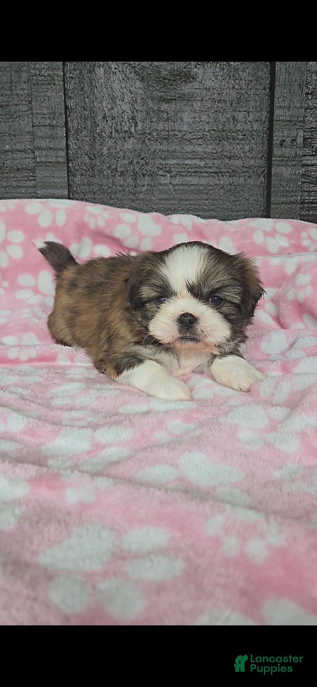 Mixed Breed dogs Shinese Myrtle  - Ad 6