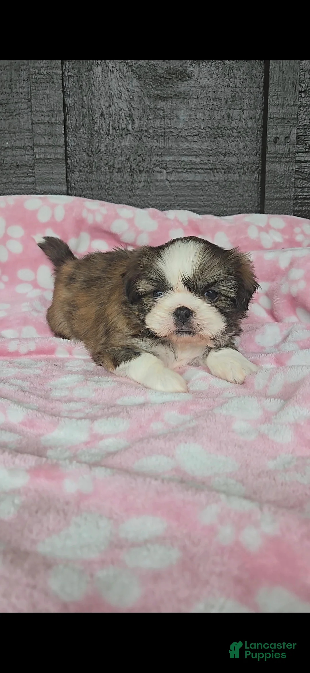 Mixed Breed dogs for sale: Shinese Myrtle  - Ad 1