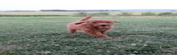 Goldendoodle dogs for sale: Rosie - Ad 4