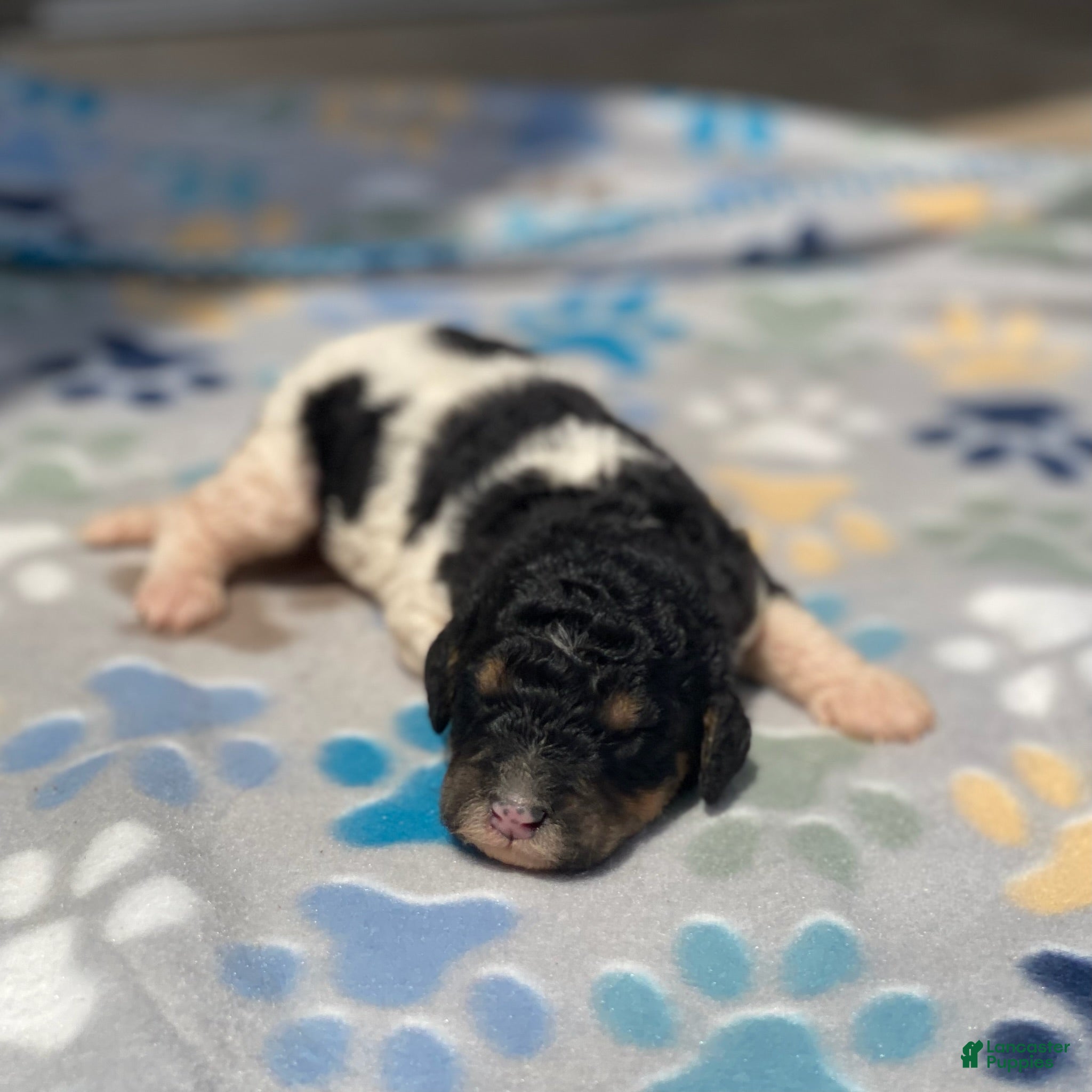 Standard Poodle dogs Aspen - Ad 32