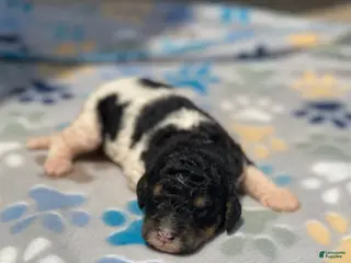 Standard Poodle dogs Aspen - Ad 32
