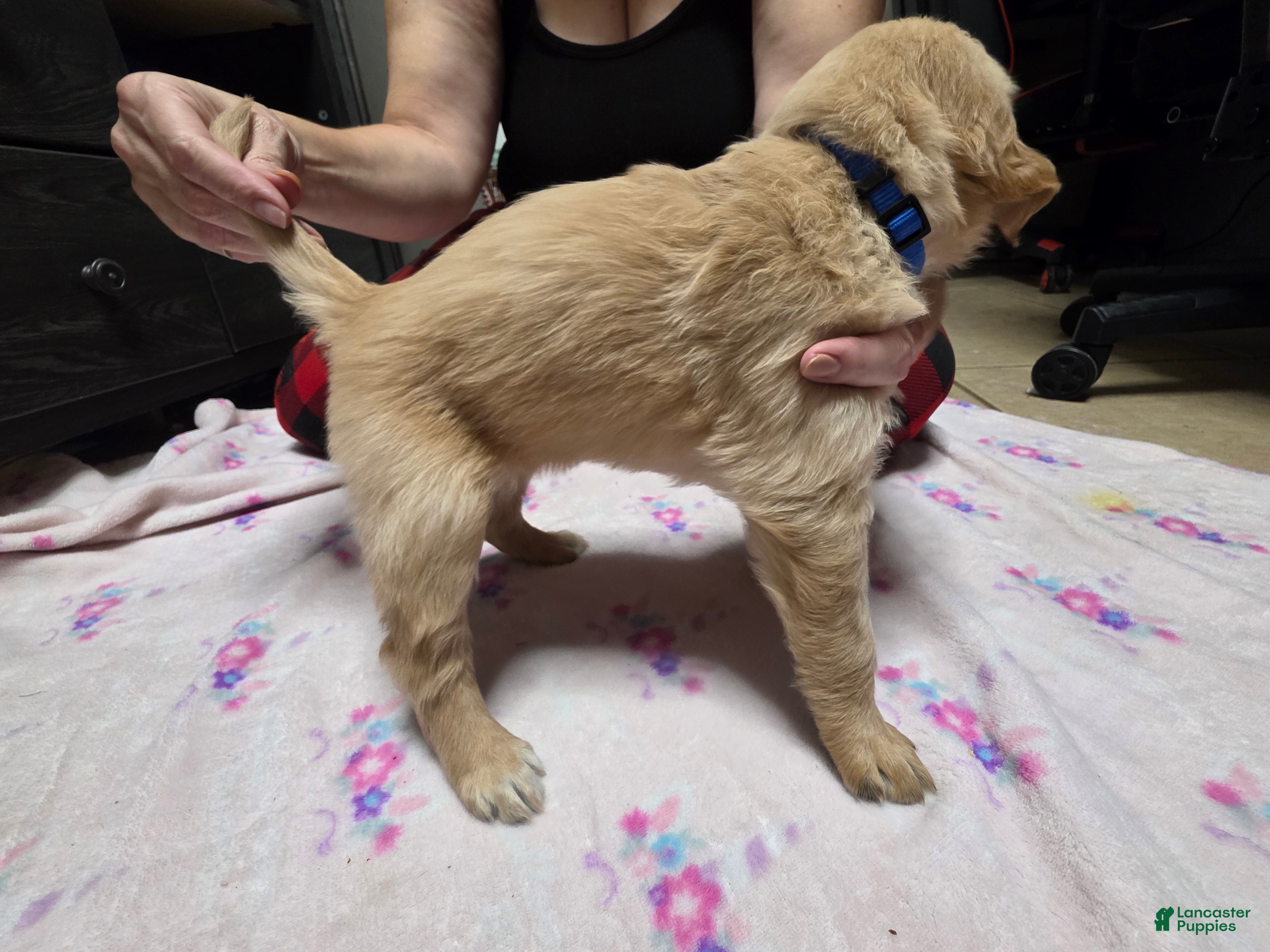 Golden Retriever dogs for sale: Dark Blue collar - Ad 1