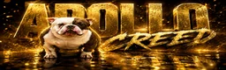 American Bully dogs for stud: APOLLO CREED 💦🧬 - Ad 4