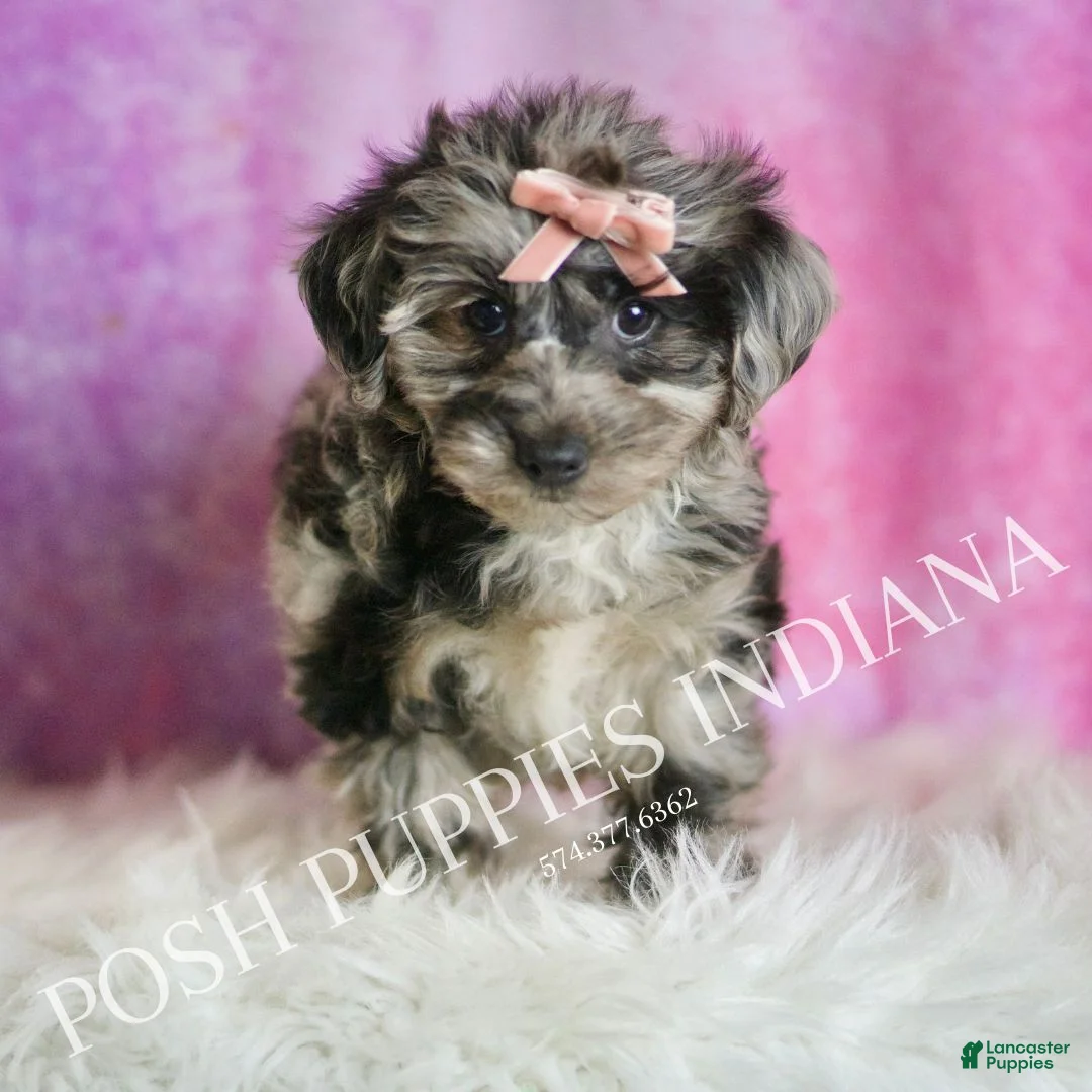 Yorkiepoo dogs for sale: Velvet - Ad 3
