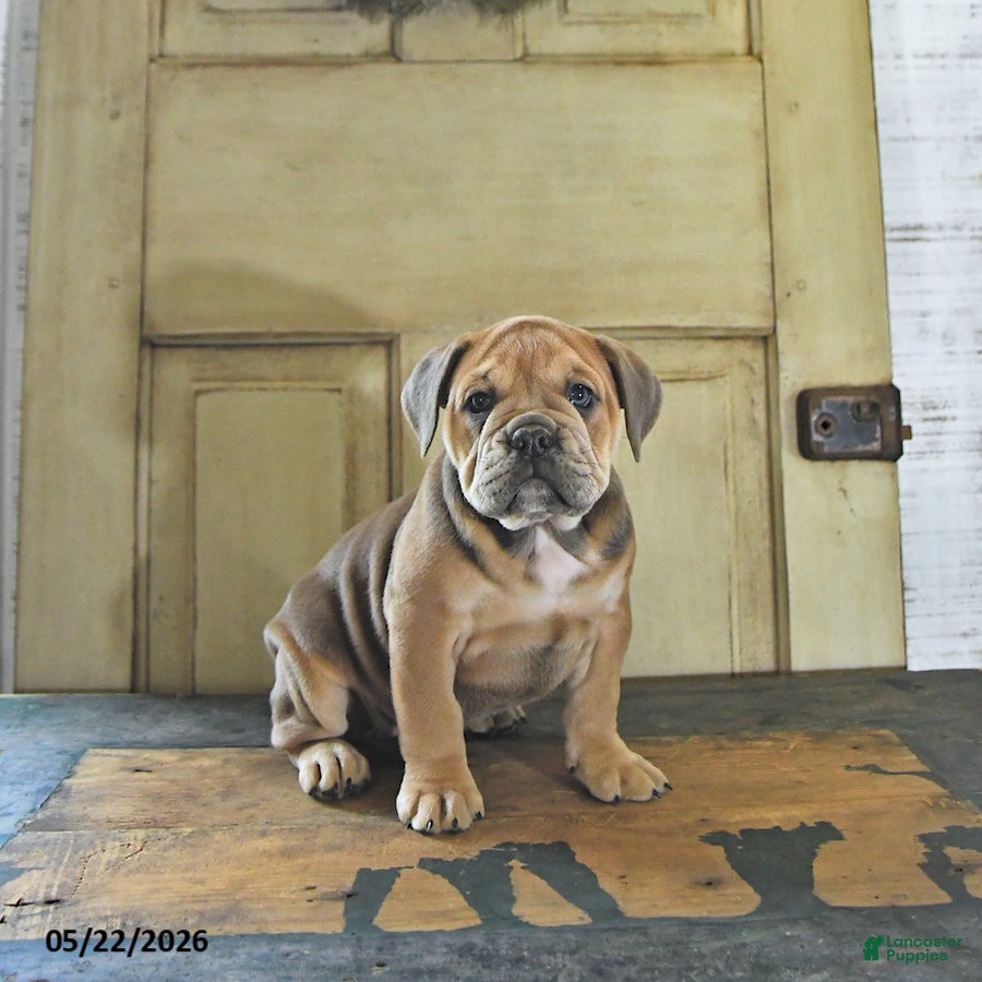English Bulldog dogs Carmel - Ad 1