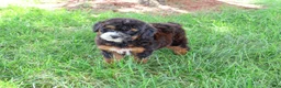 Saint Berdoodles dogs for sale: Willow  - Ad 3