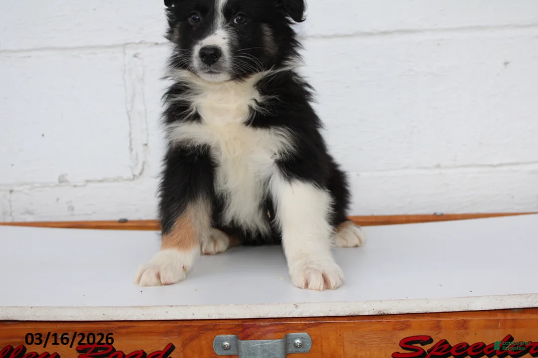 Australian Shepherd dogs for sale: Rex - Ad 2