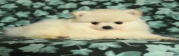 Pomeranian dogs for sale: Darling - Ad 3